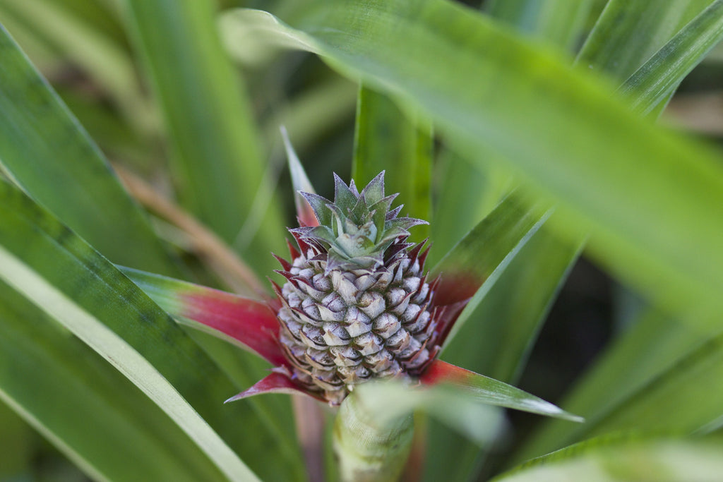 10 Easy Steps to Growing Your Own Pineapple
